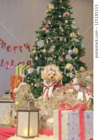 Toy poodle enjoying Christmas Toy poodle enjoying Christmas 125185113