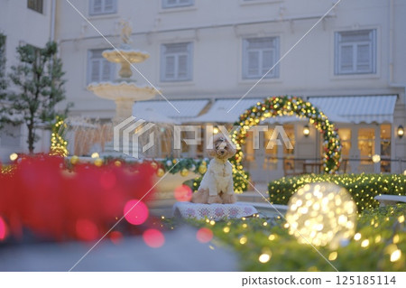Toy poodle enjoying Christmas lights 125185114