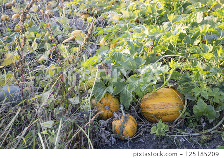 Ripe orange pumpkins growing among green vines and leaves in an overgrown vegetable garden. A close-up view of a rural farming scene in autumn, representing organic agriculture, seasonal harvest,  125185209