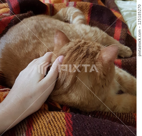 Hand touch red tabby cat sleeping on cozy plaid Hand touch red tabby cat sleeping on cozy plaid 125185270