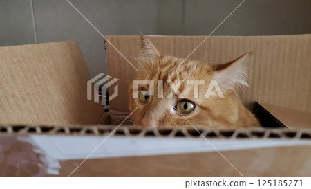 Red tabby cat hiding inside cardboard box Red tabby cat hiding inside cardboard box 125185271