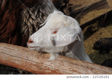 White goat in wooden corral at farm in countryside White goat in wooden corral at farm in countryside 125185281