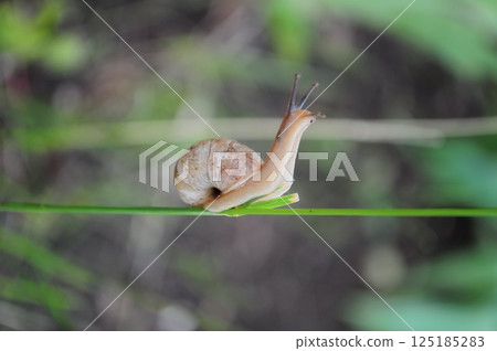 Snail with long antennae and spiral shell crawling by plant stem. Macro shot of nature Snail with long antennae and spiral shell crawling by plant stem. Macro shot of nature 125185283