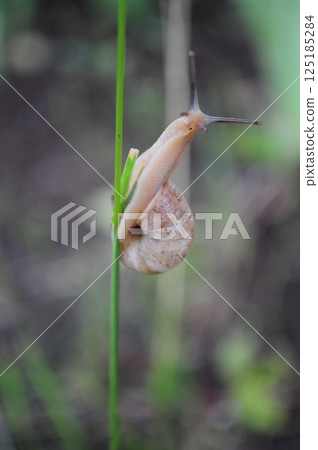 Curious snail with long antennae and spiral shell climbs by blade of grass and looks like surprised 125185284