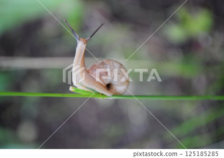 Curious snail with long antennae and spiral shell climbs by blade of grass and looking surprised Curious snail with long antennae and spiral shell climbs by blade of grass and looking surprised 125185285