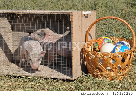 Piglets in cage near woven basket of traditional Easter eggs Piglets in cage near woven basket of traditional Easter eggs 125185286