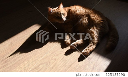 Dark shadow of red cat on floor looking side 125185290