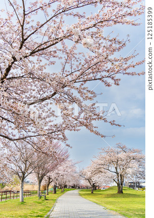 青森縣八戶櫻花盛開的萬淵公園 青森縣八戶櫻花盛開的萬淵公園 125185399
