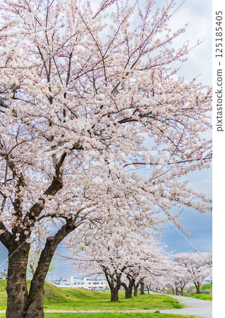 青森縣八戶櫻花盛開的萬淵公園 125185405