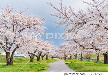 青森縣八戶櫻花盛開的萬淵公園 青森縣八戶櫻花盛開的萬淵公園 125185410