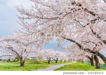 青森縣八戶櫻花盛開的萬淵公園 青森縣八戶櫻花盛開的萬淵公園 125185413