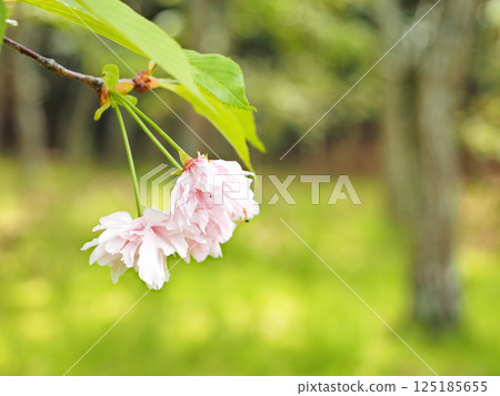 Kamatari Sakura (Kisarazu City) 125185655