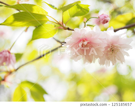 Kamatari Sakura (Kisarazu City) 125185657