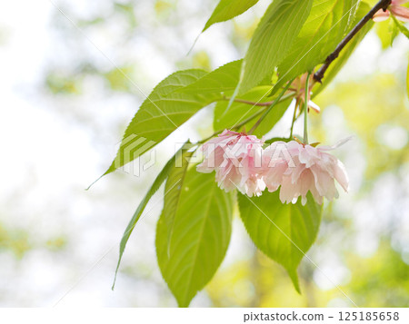 Kamatari Sakura (Kisarazu City) 125185658