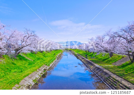 Cherry blossoms along the river 125185687