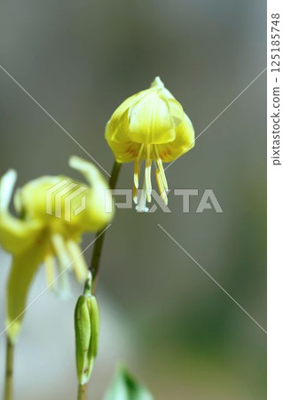 黃色的花朵 黃色的花朵 125185748
