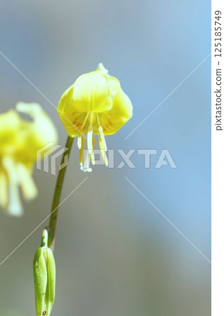 Yellow flowers 125185749