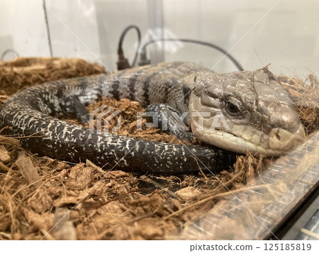 Aodita Lizard 125185819