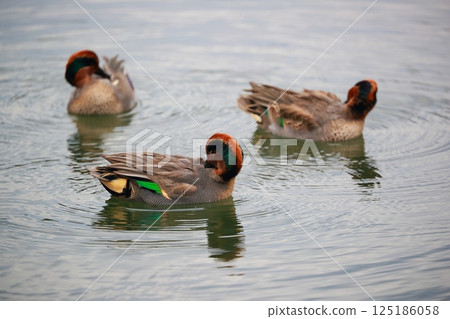 Parent and child of duck Parent and child of duck 125186058