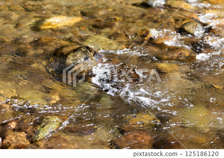 美麗的河流（清澈的溪流） 125186120