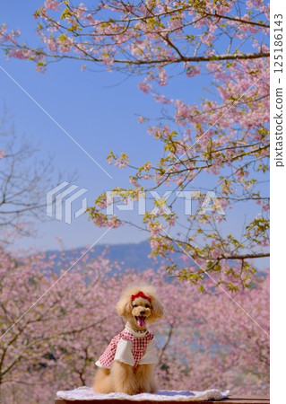 Toy poodle enjoying the Yoritomo cherry blossoms 125186143