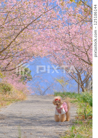 玩具貴賓犬正在欣賞賴朝櫻花 125186144