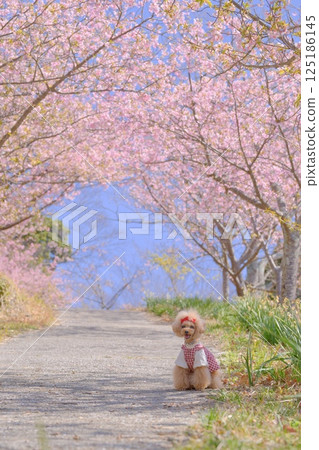 玩具貴賓犬正在欣賞賴朝櫻花 125186145