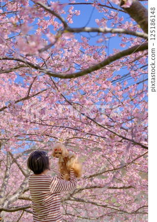 Toy poodle enjoying the Yoritomo cherry blossoms 125186148