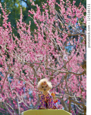 Red plum blossoms, kimono and toy poodle 125186151