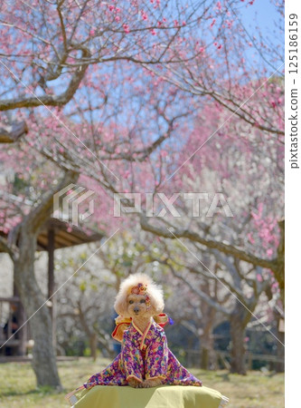 Red plum blossoms, kimono and toy poodle Red plum blossoms, kimono and toy poodle 125186159
