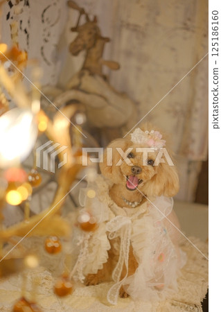 Toy poodle in a lace dress Toy poodle in a lace dress 125186160
