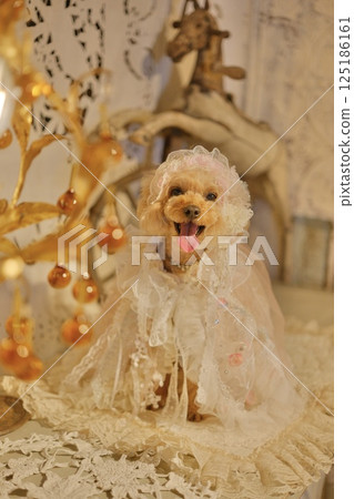 Toy poodle in a lace dress 125186161