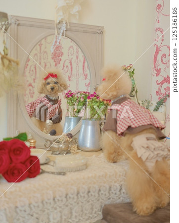 Toy poodle looking in the mirror Toy poodle looking in the mirror 125186186