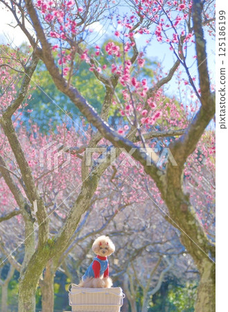 玩具貴賓犬欣賞紅梅花 125186199