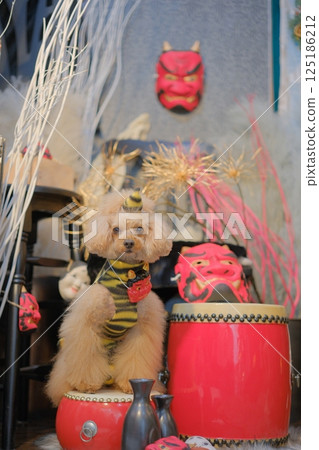 玩具貴賓犬享受節分 125186212