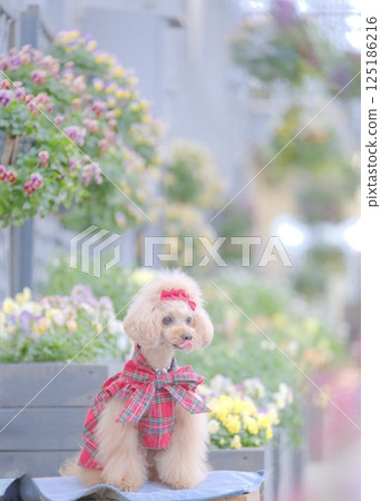 Toy poodle enjoying spring flowers 125186216