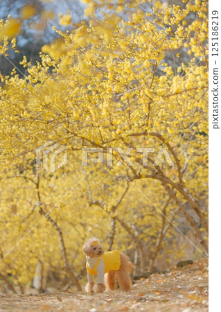 Toy poodle enjoying wintersweet 125186219