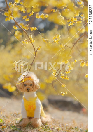 Toy poodle enjoying wintersweet 125186225