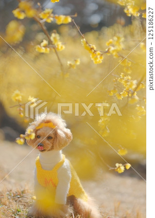 Toy poodle enjoying wintersweet Toy poodle enjoying wintersweet 125186227
