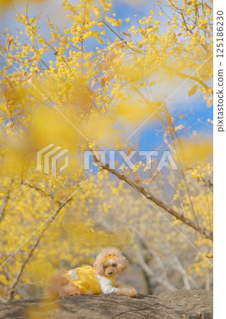 Toy poodle enjoying wintersweet 125186230