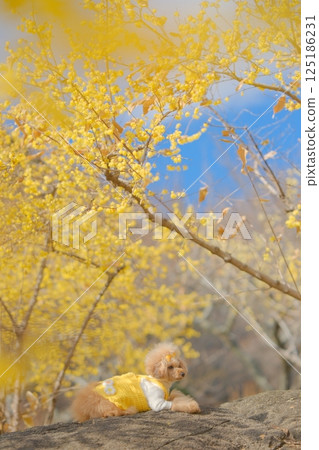 Toy poodle enjoying wintersweet 125186231