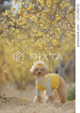 Toy poodle enjoying wintersweet 125186232