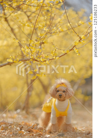 Toy poodle enjoying wintersweet 125186233