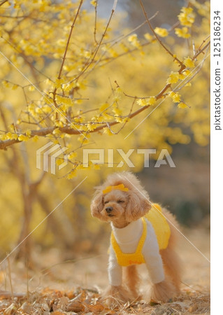 玩具貴賓犬正在享用蠟梅 玩具貴賓犬正在享用蠟梅 125186234