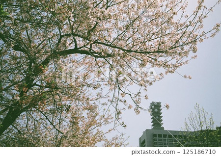 Cherry Blossoms	 125186710