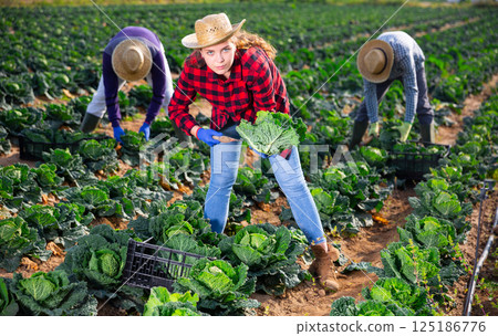 Young female farmer harvesting fresh savoy cabbage Young female farmer harvesting fresh savoy cabbage 125186776