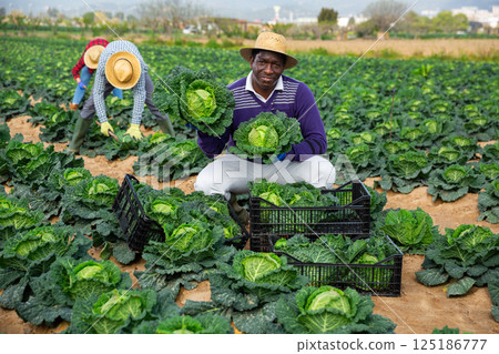 African man farmer picking green cabbage 125186777