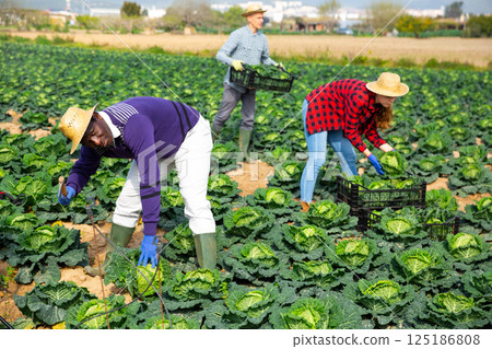 African-american man working on farm field on summer day, harvesting cabbage African-american man working on farm field on summer day, harvesting cabbage 125186808