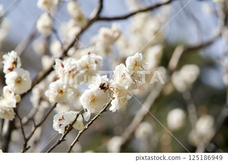 Close-up of white plum blossom 125186949