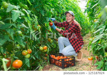Woman farmer harvesting ripe tomatoes in greenhouse Woman farmer harvesting ripe tomatoes in greenhouse 125187024